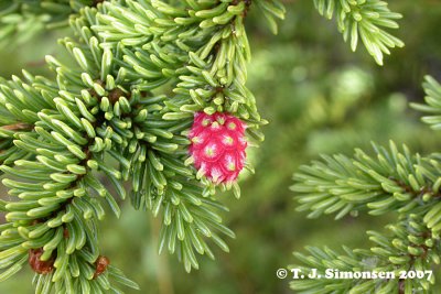 Gall on spruce - 2