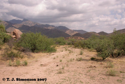 Pinaledo Mountains