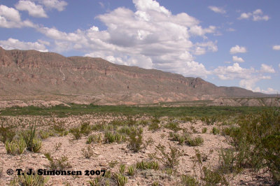 Big Bend Desert