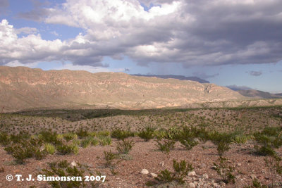 Big Bend Desert - 2