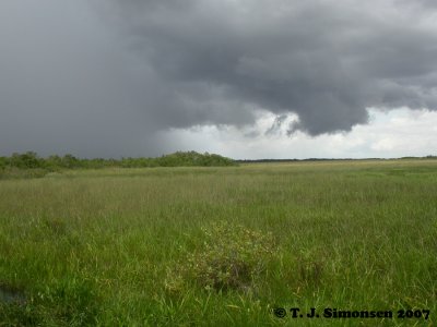 Rain in the swamps