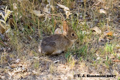 Mountain Cottontail (Sylvilagus nuttallii)