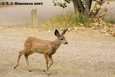 Mule Deer (Odocoileus hemionus)