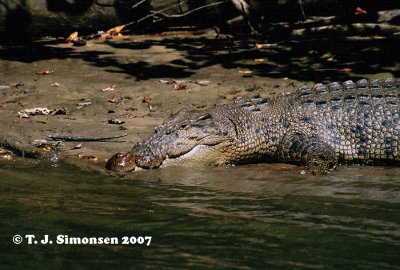 Croccodiles and alligators