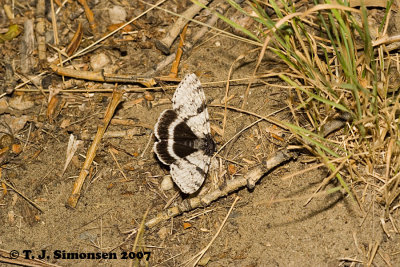 White Underwing (Catocala relicta)