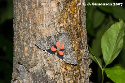 Semirelict Underwing (Catocala semirelicta)