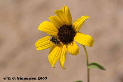 Golden-edged Gem (Schinia avemensis) on Annual Sunflower (Helianthus petiolaris)