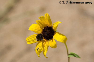 Golden-edged Gem (Schinia avemensis) on Annual Sunflower (Helianthus petiolaris)