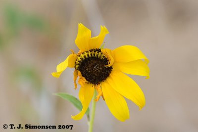 Sunflower Moth (Stiria rugrifrons) caterpillar on Annual Sunflower (Helianthus petiolaris)
