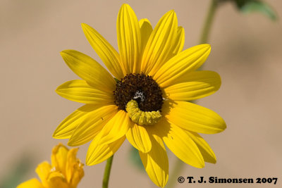 Sunflower Moth (Stiria rugrifrons) caterpillar on Annual Sunflower (Helianthus petiolaris)