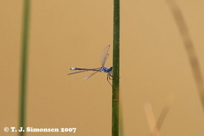 Blue-fronted Dancer (Argia apicalis)