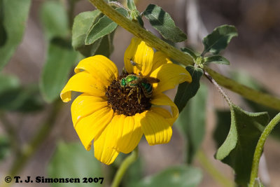 Sweet Bee (Agapostemon sp.)