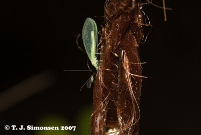Lacewing (Chrysopa sp.)