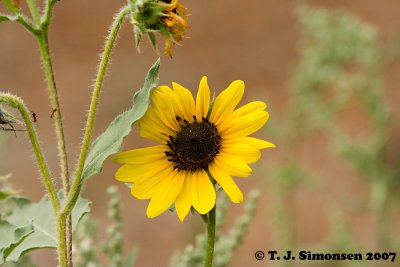 Perennial Sunflower (Helianthus multiflorus)