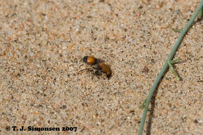 Cow Killer (Dasymutillia sp.)