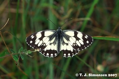 Marbled White (Melanargea galathea)