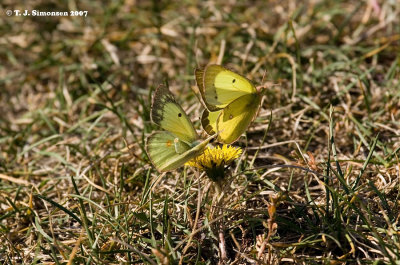 Clouded Sulphor (Colias philodice)