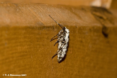 Erannis sp. (Geometridae)