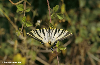 Scarce Swallowtail (Iphiclides podalirius)