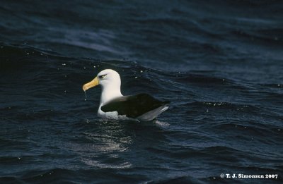 Cambell's Albatross (Thalassarche impavida)