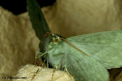 Macro moths