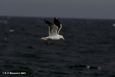 Lesser Black-backed Gull (Larus maritimus)