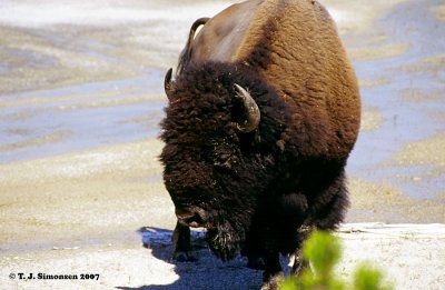 Bison (Bison bison)