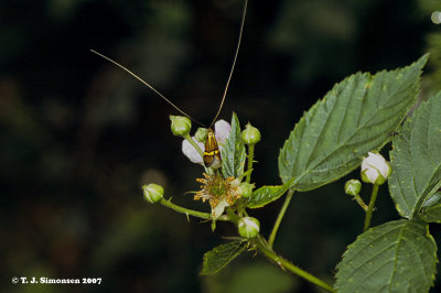 Nemophora degerella