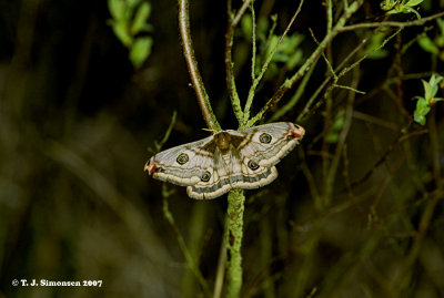 Common Emperor Moth (Satunia pavonia)