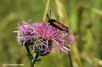 Transparent Burnet (Zygaena purpuralis)