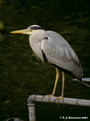 Gray Heron (Ardea cinerea)