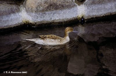 Pintail (Anas acuta)