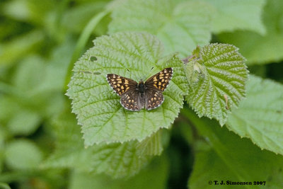 Duke of Burgundy Fritillary (Hemaris lucina)