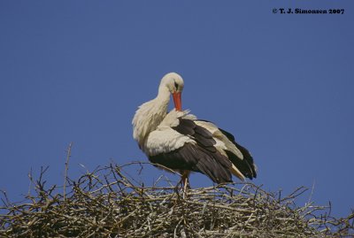 White Stork (Ciconia ciconia)