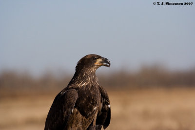 Bald Eagle <i>(Haliaeetus leucocephalus)</I>