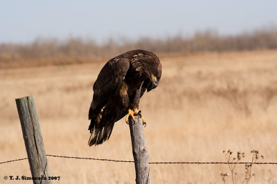 Bald Eagle (Haliaeetus leucocephalus)