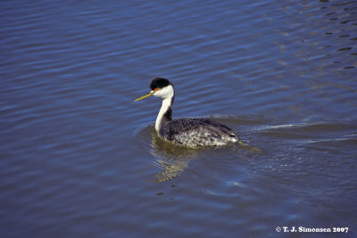 Clark's Grebe (Aechmophorus clarkii)