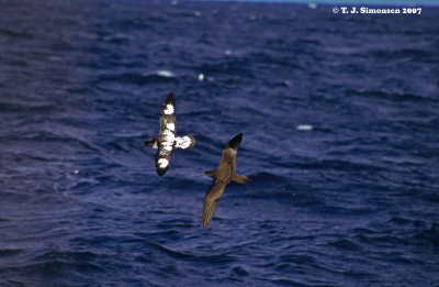 Wedge-tailed Shearwater (Puffinus pacificus)