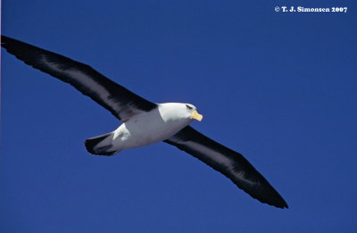 Albatrosses, Petrels and allies (Tube-noses)