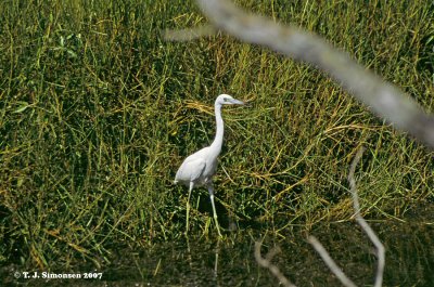 Little Blue Heron (Egretta caerulea)