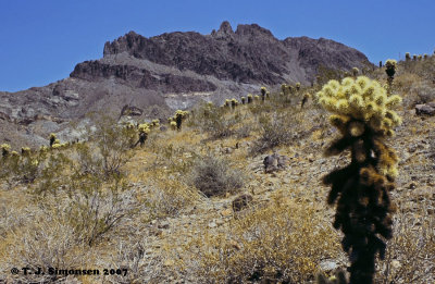 Western Arizona