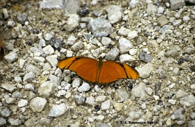 Julia Fritillary (Dryas julia)