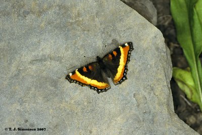 Milbert's Tortoiseshell (Aglais milbertii)