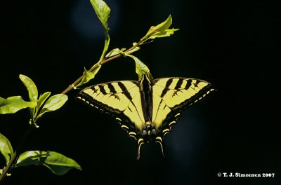 Lepidoptera (butterflies and moths)