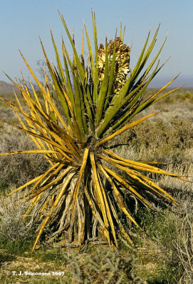 Yucca (Yucca sp.)