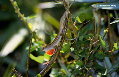 Brown Anole (Anolis sagrei)