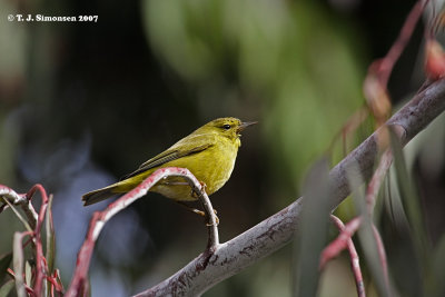 Orange-crowned Warbler (Vermivora celata)
