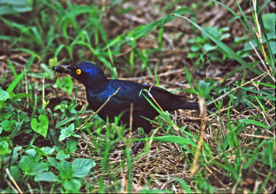 Cape glossy starling with dung beetle
