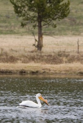 American White Pelican (Pelecanus erythrorhynchos) 2889