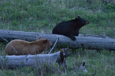 Black Bear and Cinnamon Black Bear (Ursus americanus) 3818